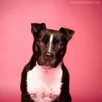 Cici, an adoptable Pit Bull Terrier, Boston Terrier in Blacklick, OH, 43004 | Photo Image 4