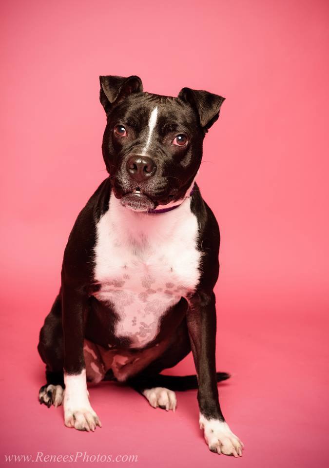 Cici, an adoptable Pit Bull Terrier, Boston Terrier in Blacklick, OH, 43004 | Photo Image 5