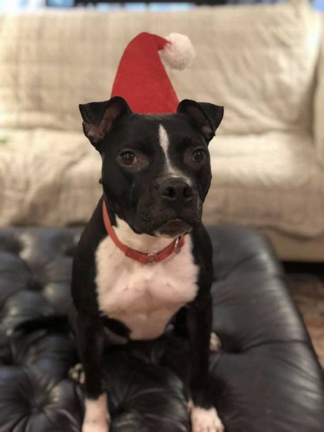 Boston terrier 2024 pit mix