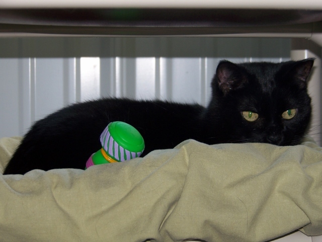 Collette, an adoptable Domestic Short Hair in Shell Lake, WI, 54871 | Photo Image 2