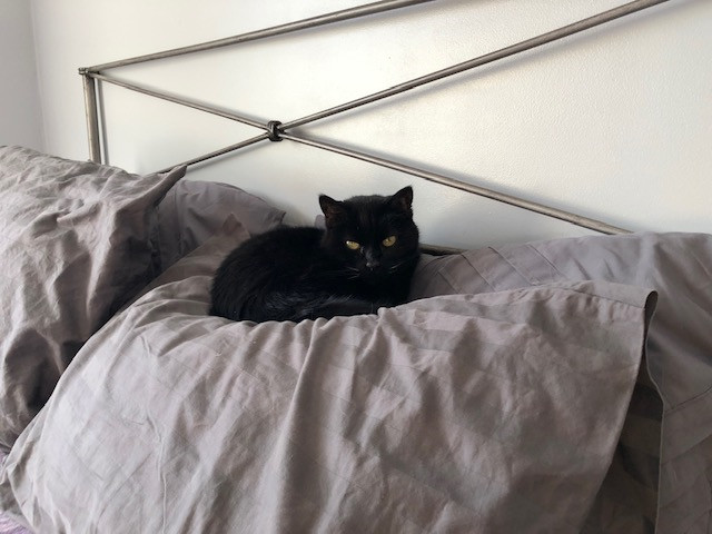 Collette, an adoptable Domestic Short Hair in Shell Lake, WI, 54871 | Photo Image 3