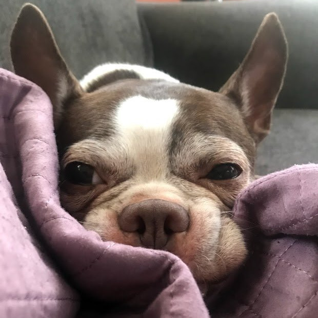 Dog for adoption Mini, a Boston Terrier in New Orleans