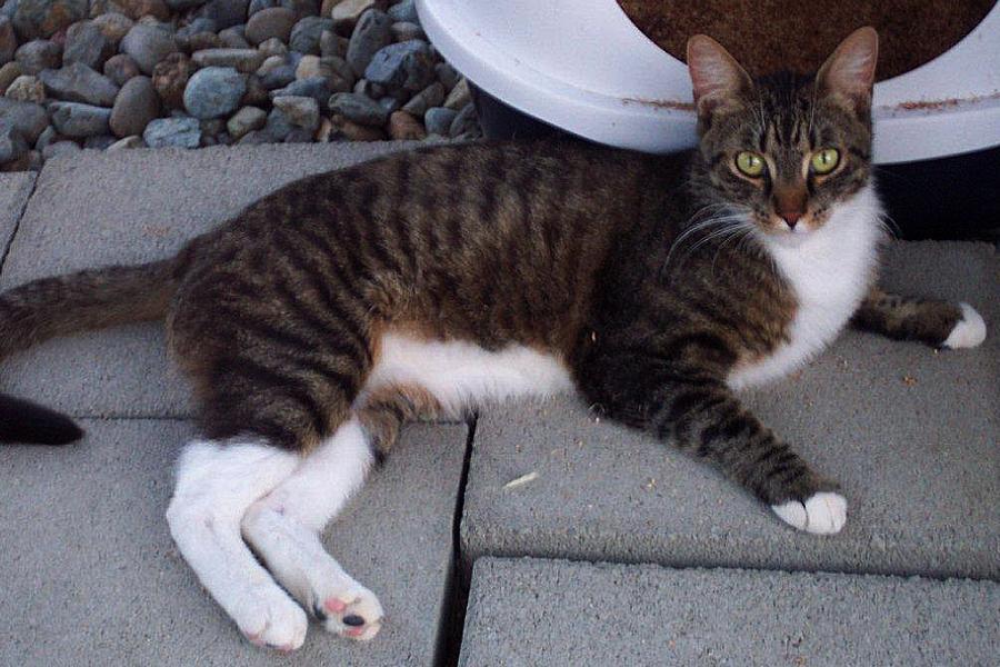 Meatball, an adoptable Domestic Short Hair in Redding, CA, 96099 | Photo Image 1