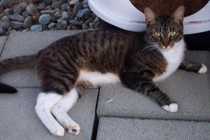 Meatball, Adult Male unknown