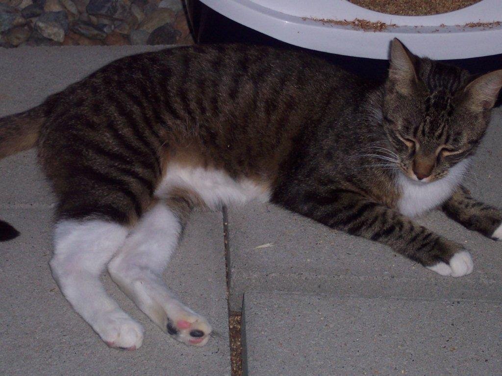 Meatball, an adoptable Domestic Short Hair in Redding, CA, 96099 | Photo Image 2