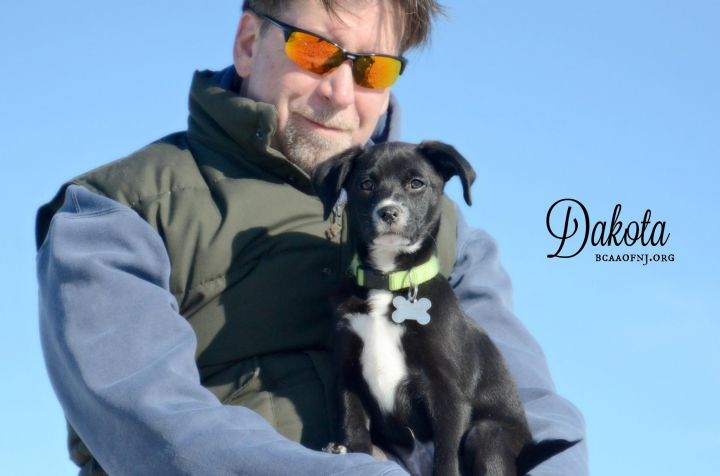 Dakota, an adopted Labrador Retriever Mix in Willingboro, NJ_image-2