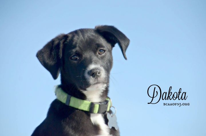 Dakota, an adopted Labrador Retriever Mix in Willingboro, NJ_image-1