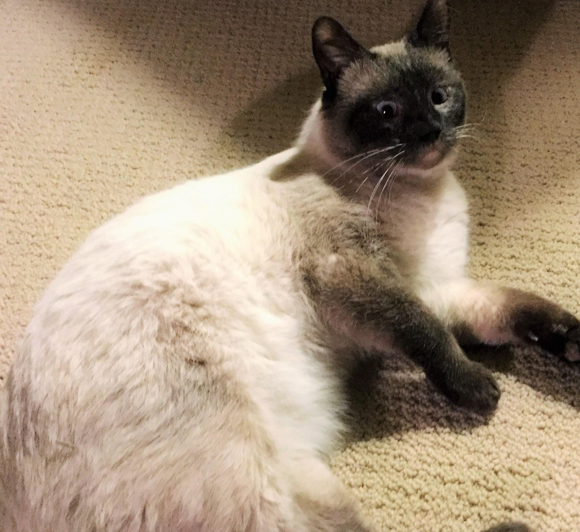 Cyrano, an adoptable Siamese in Montgomery, IL, 60538 | Photo Image 1