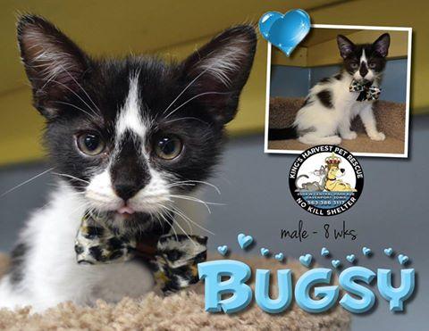 Bugsy, an adopted Domestic Short Hair in Davenport, IA_image-1