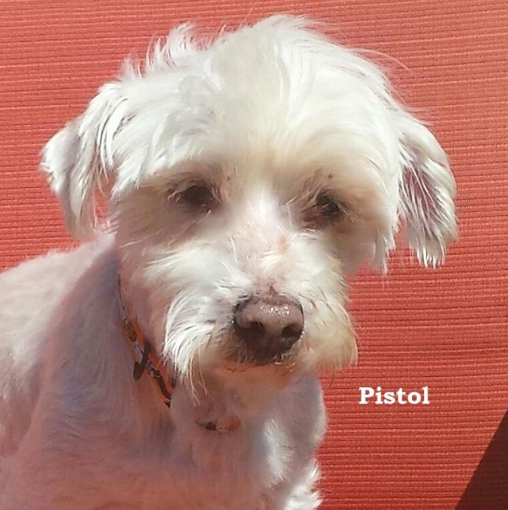 Pistol*adopted 1