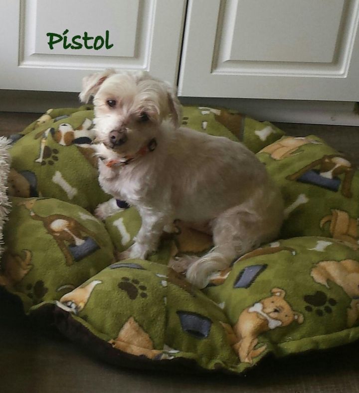 Pistol*adopted 2