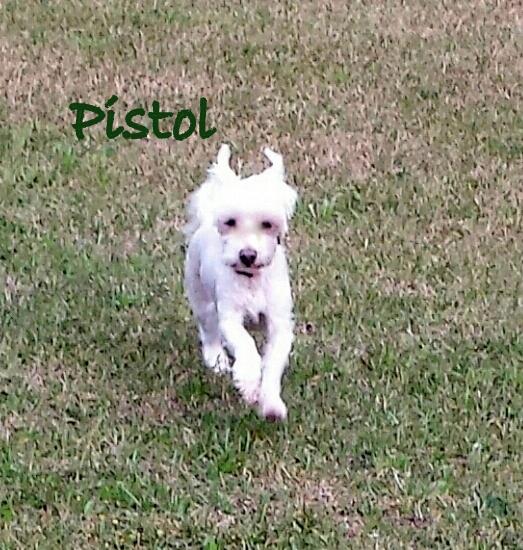 Pistol*adopted 3