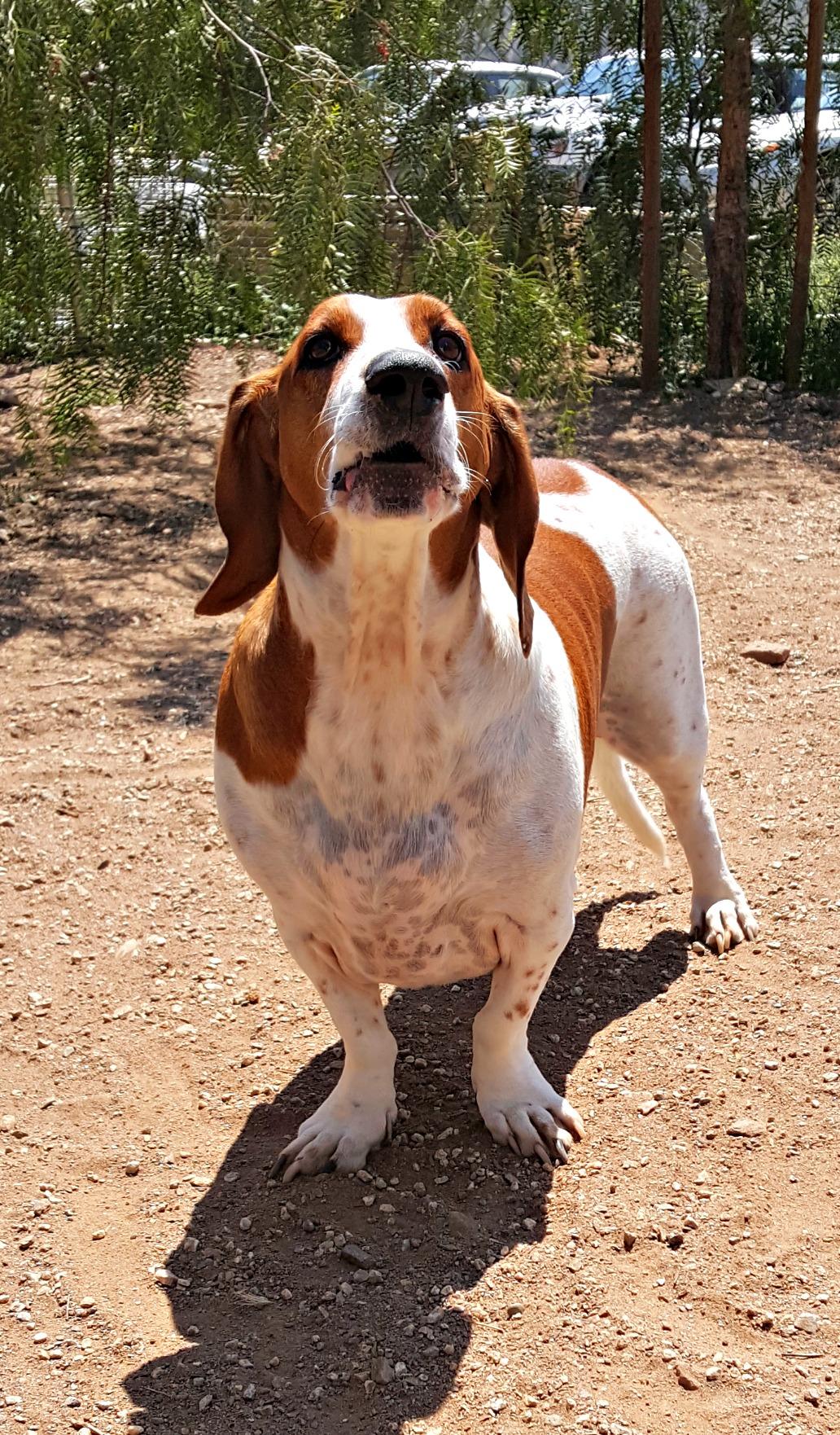 Bacon Diego, an adoptable Basset Hound in Acton, CA, 93510 | Photo Image 2