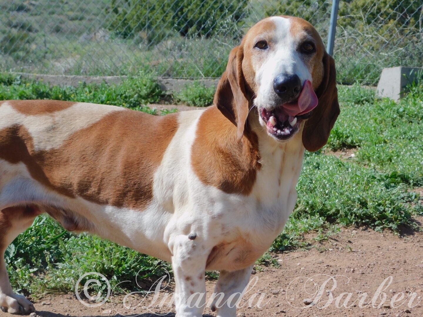 Bacon Diego, an adoptable Basset Hound in Acton, CA, 93510 | Photo Image 3