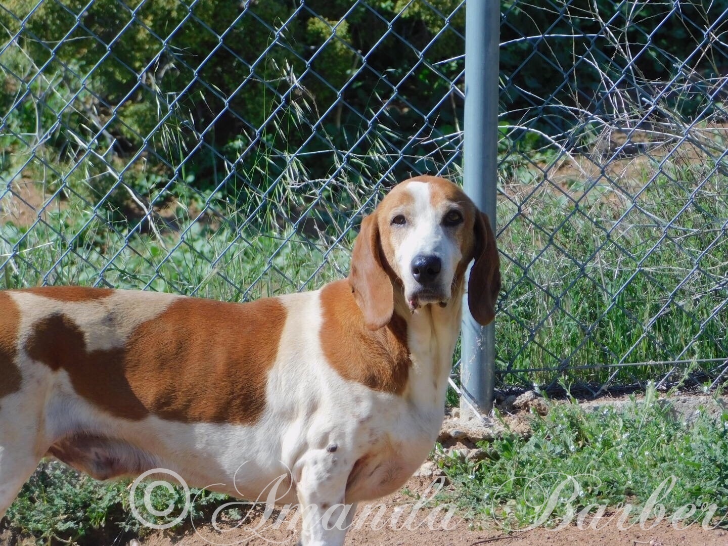 Bacon Diego, an adoptable Basset Hound in Acton, CA, 93510 | Photo Image 5