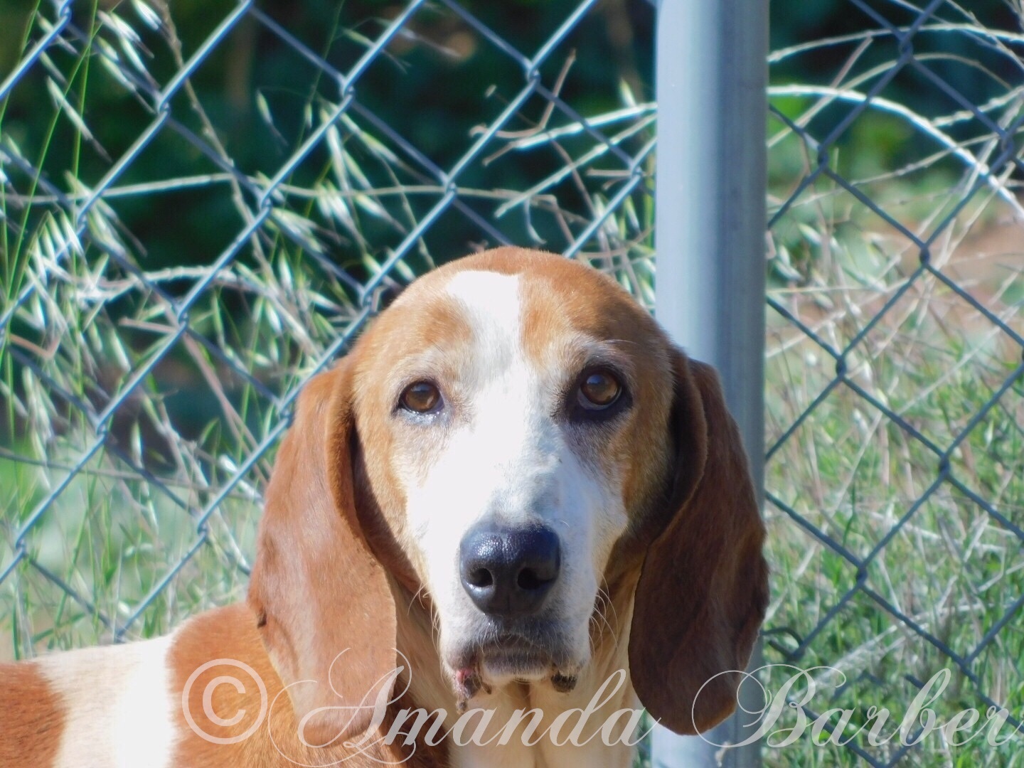 Bacon Diego, an adoptable Basset Hound in Acton, CA, 93510 | Photo Image 1