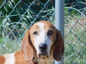 are estonian hound aggressive