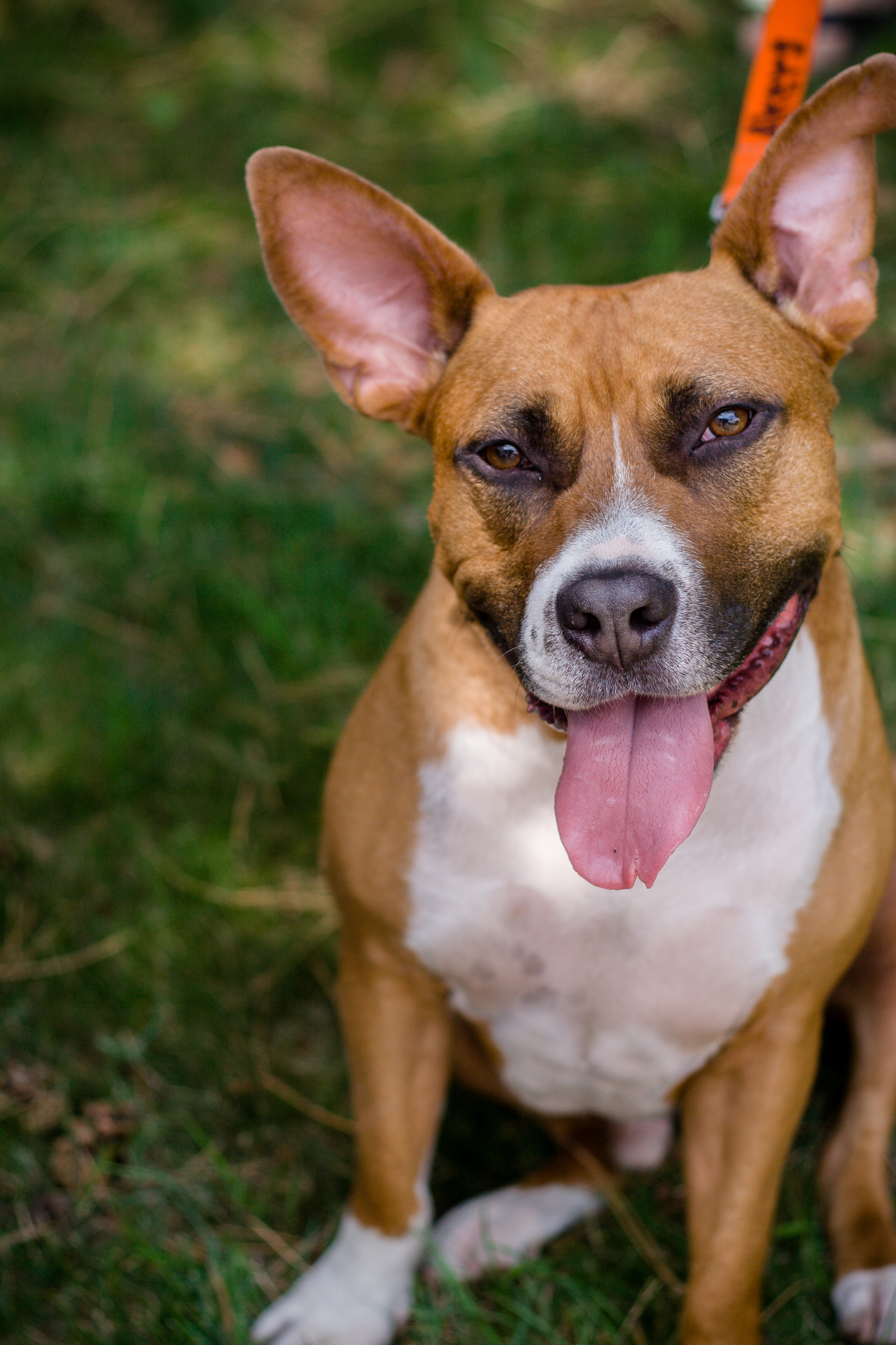 Magic- Please Meet me!, an adoptable Terrier, Hound in Detroit, MI, 48216 | Photo Image 1