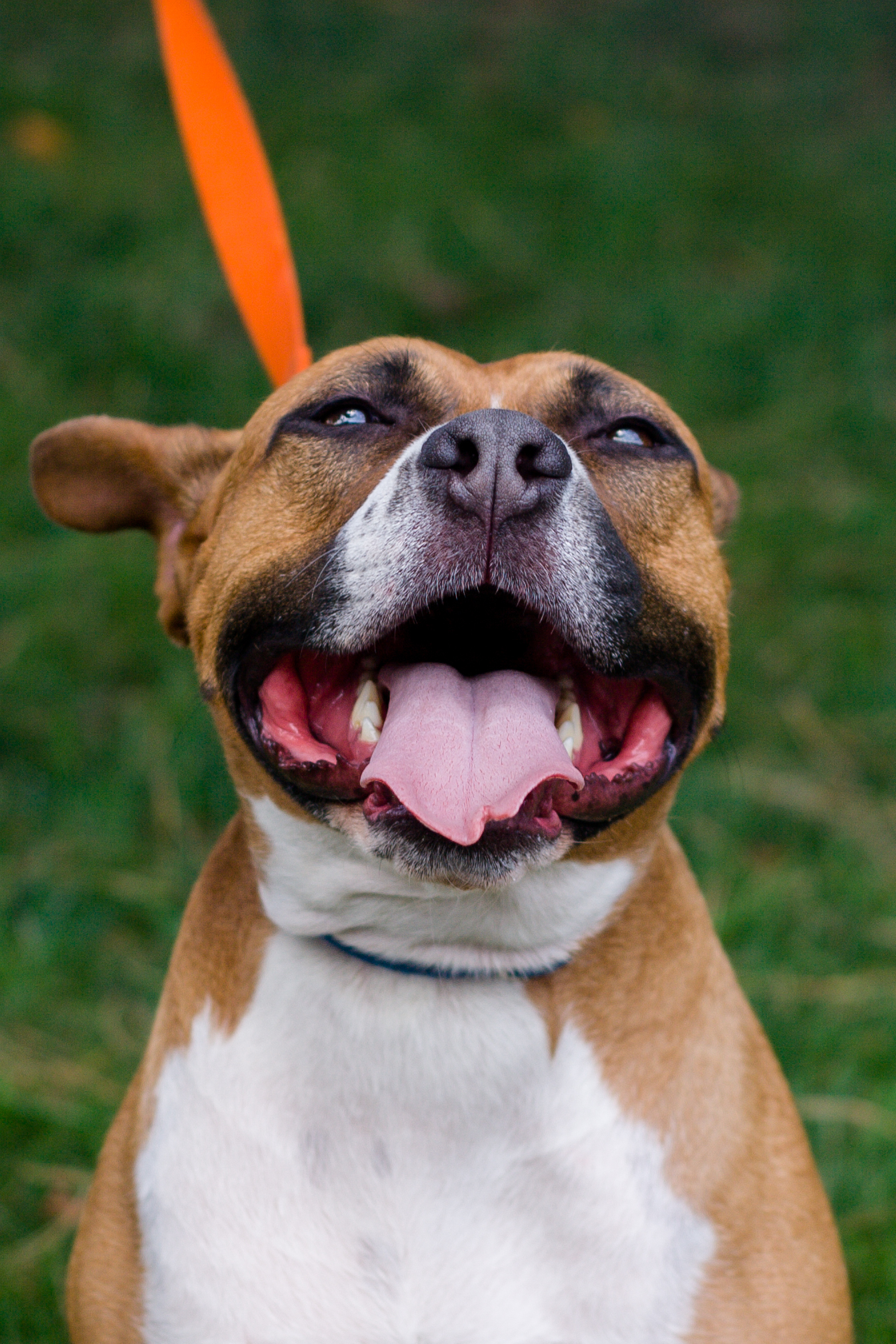 Magic- Please Meet me!, an adoptable Terrier, Hound in Detroit, MI, 48216 | Photo Image 2