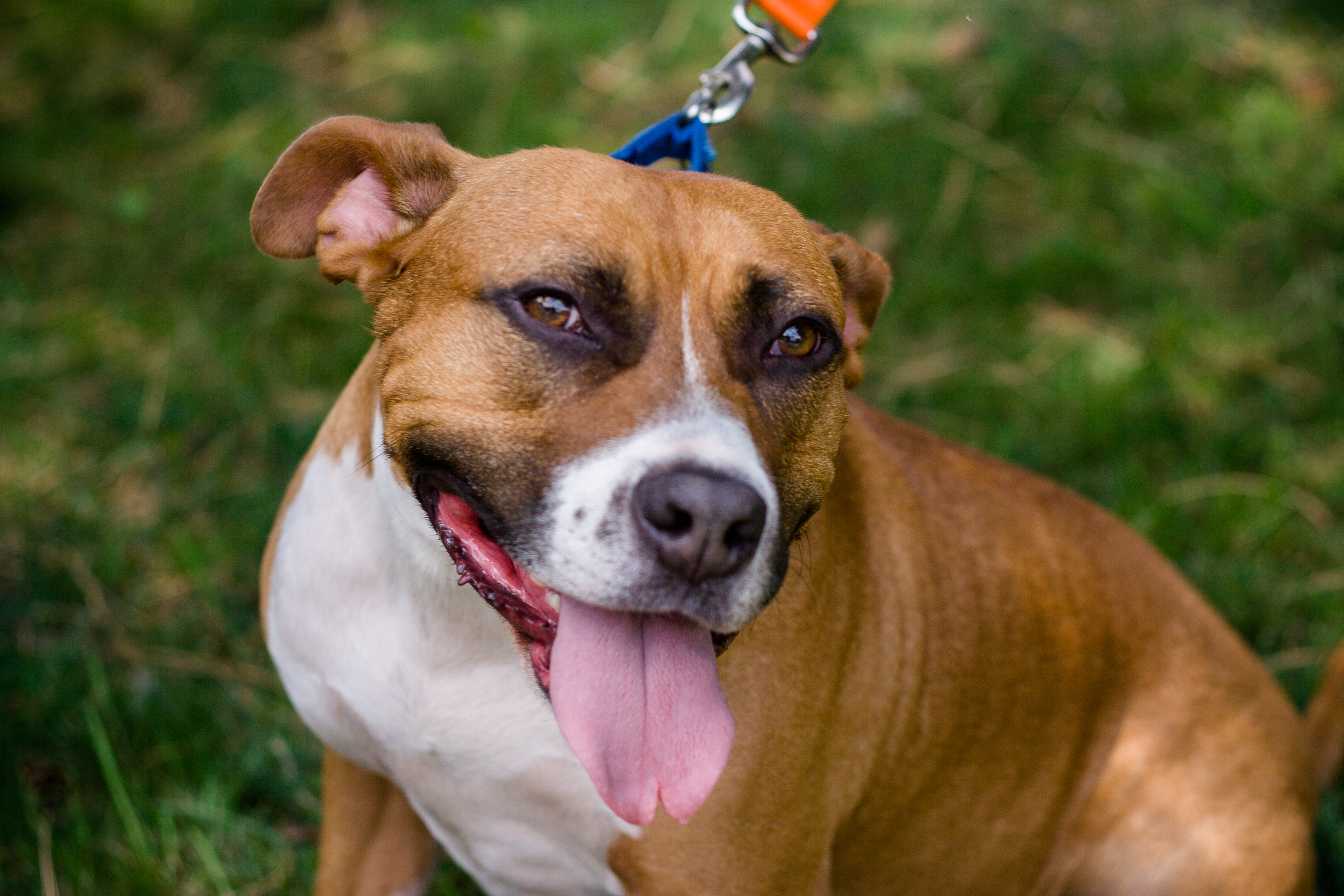Magic- Please Meet me!, an adoptable Terrier, Hound in Detroit, MI, 48216 | Photo Image 4
