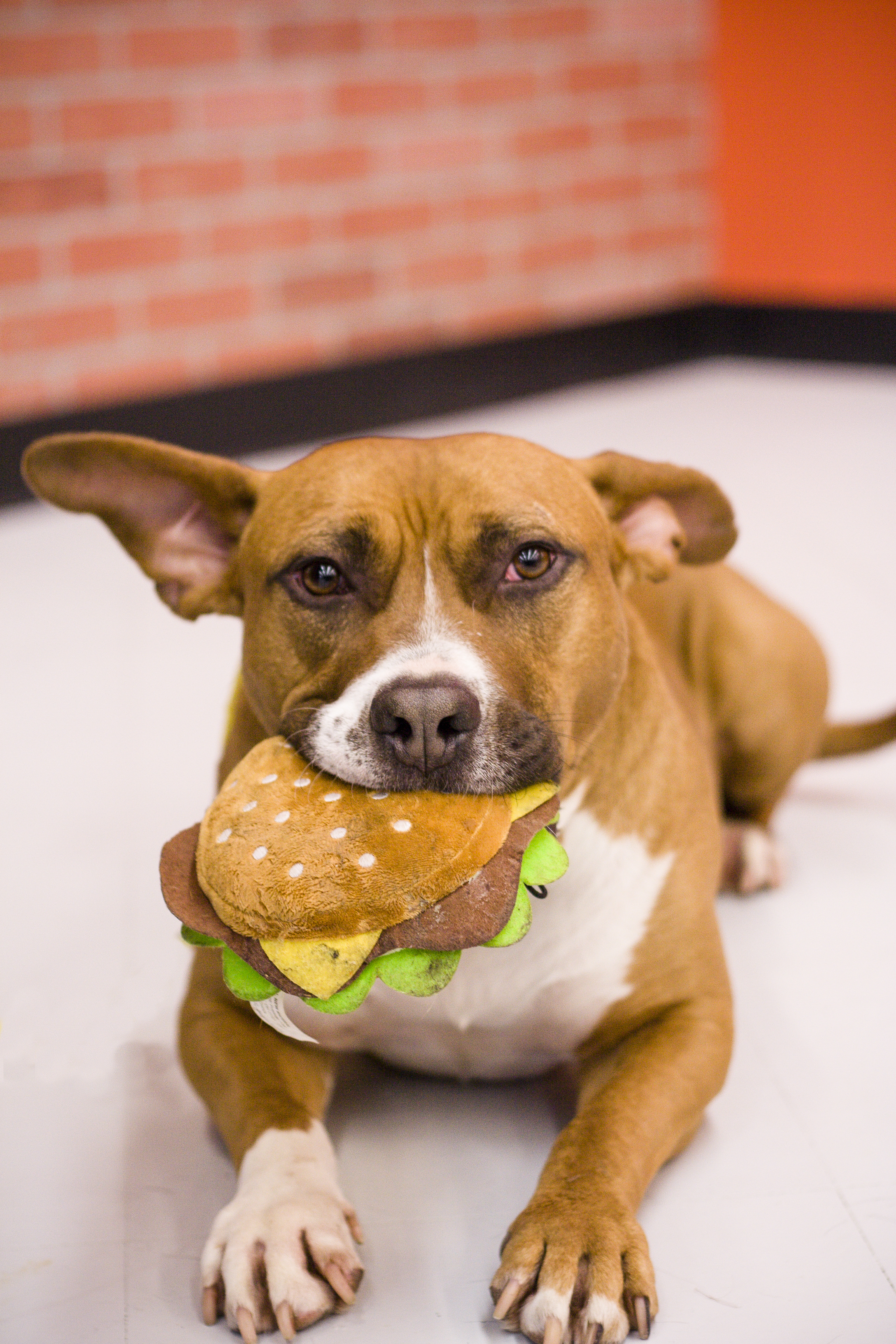 Magic- Please Meet me!, an adoptable Terrier, Hound in Detroit, MI, 48216 | Photo Image 5