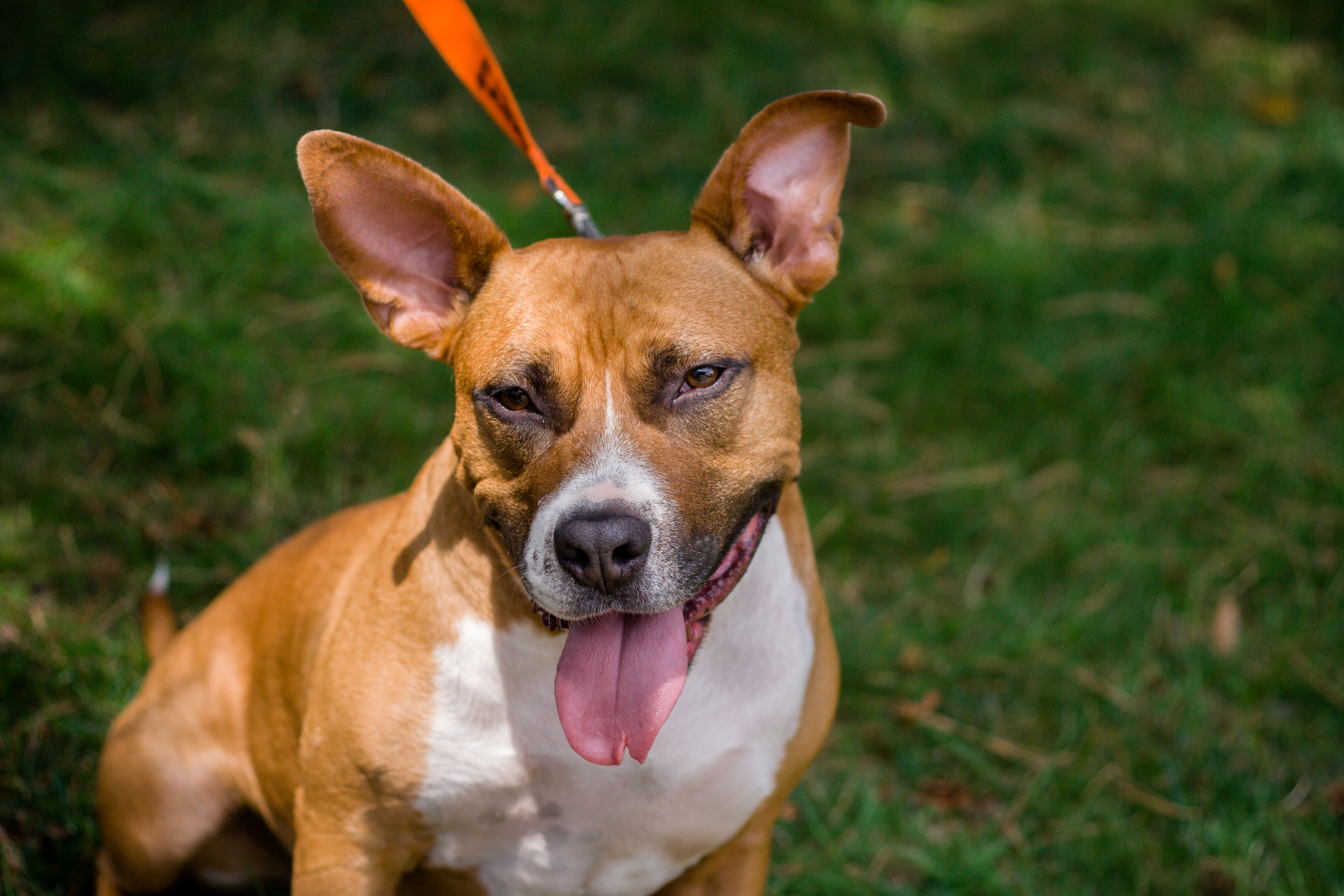 Magic- Please Meet me!, an adoptable Terrier, Hound in Detroit, MI, 48216 | Photo Image 6