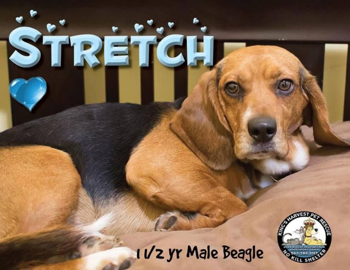Strech, an adopted Beagle in Davenport, IA_image-1