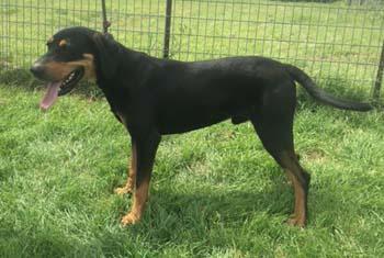 Wyatt, an adoptable Hound in Seguin, TX, 78155 | Photo Image 1