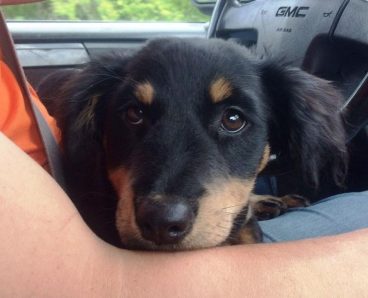 Cilantro, an adopted Golden Retriever & Gordon Setter Mix in Albany, NY_image-1