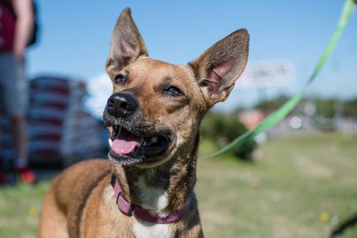 Shyla, an adoptable Terrier in Tuscaloosa, AL, 35401 | Photo Image 1