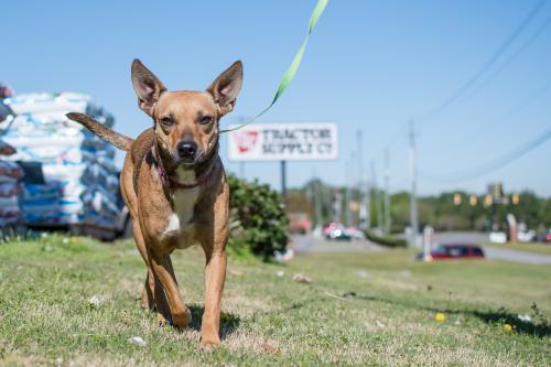 Shyla, an adoptable Terrier in Tuscaloosa, AL, 35401 | Photo Image 2
