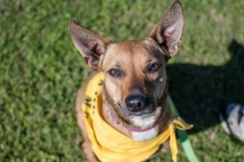 Shyla, an adoptable Terrier in Tuscaloosa, AL, 35401 | Photo Image 3
