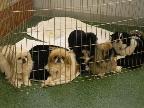 Japanese chin and store pekingese