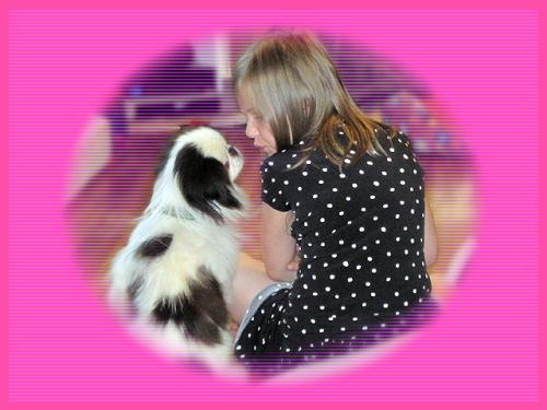 Fosters Needed!, an adoptable Pekingese, Japanese Chin in Inver Grove Heights, MN, 55077 | Photo Image 2