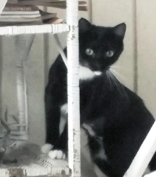 Lucy-very shy, an adoptable Tuxedo & Domestic Short Hair Mix in Bloomingdale, IL_image-1