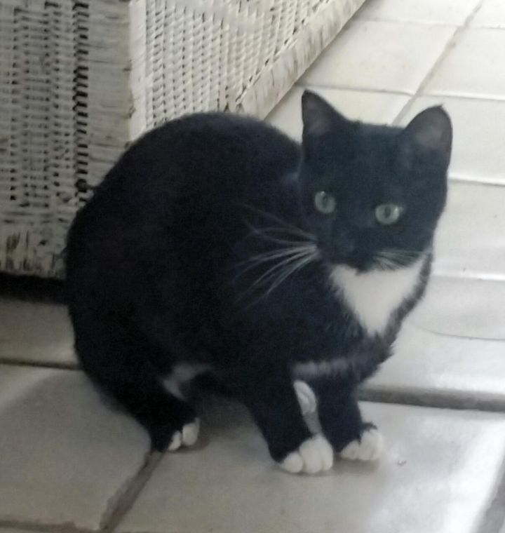 Lucy-very shy, an adoptable Tuxedo & Domestic Short Hair Mix in Bloomingdale, IL_image-2