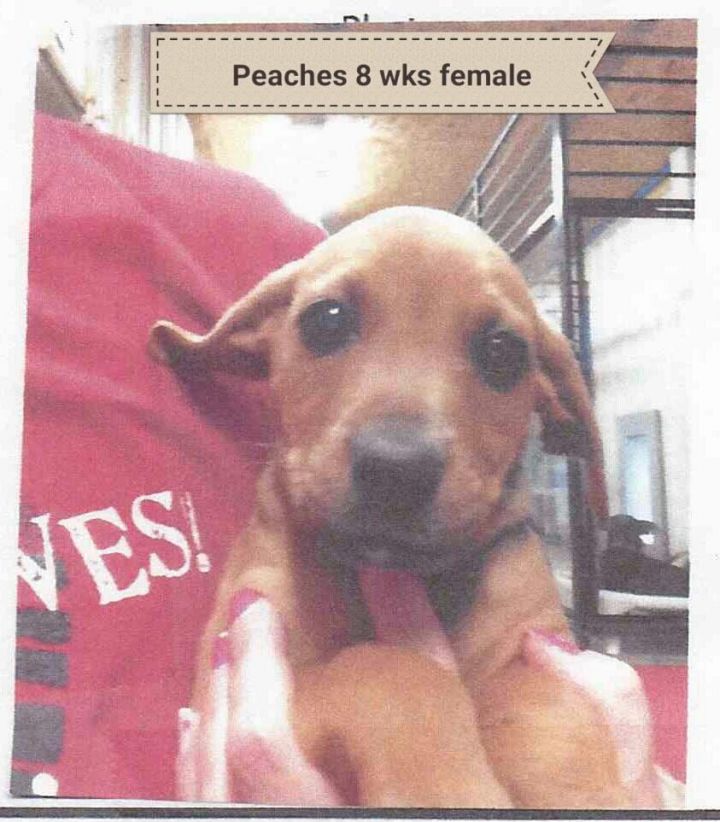 Bucket puppy2 - Peaches, an adopted Hound in Palisades Park, NJ_image-2