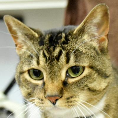 Phoebe, an adoptable Tabby, Domestic Short Hair in Huntley, IL, 60142 | Photo Image 2