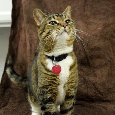 Phoebe, an adoptable Tabby, Domestic Short Hair in Huntley, IL, 60142 | Photo Image 3