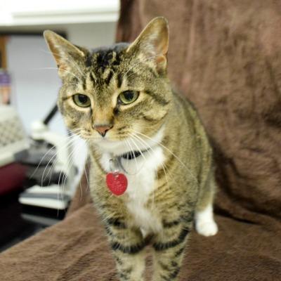 Phoebe, an adoptable Tabby, Domestic Short Hair in Huntley, IL, 60142 | Photo Image 4