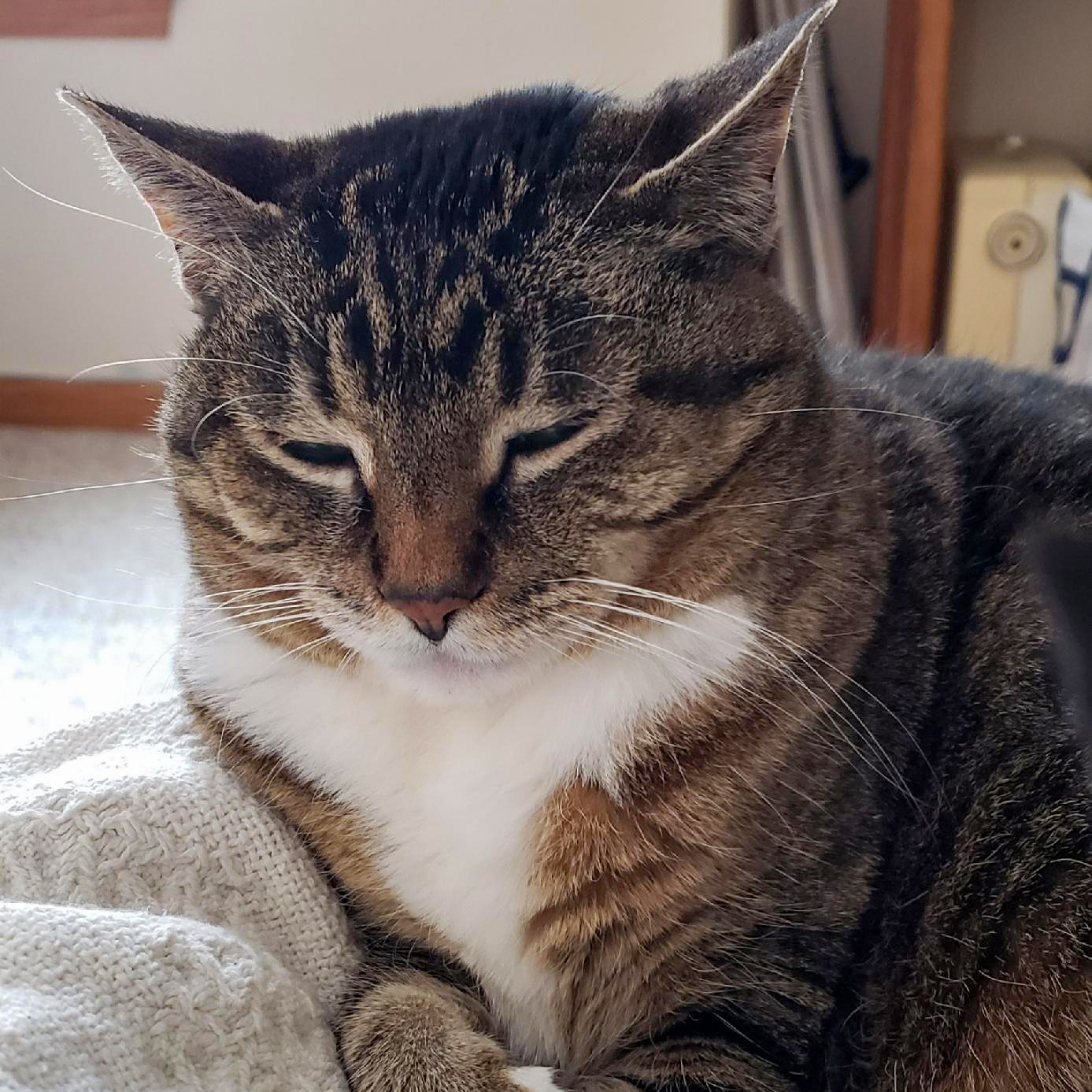 Phoebe, an adoptable Tabby, Domestic Short Hair in Huntley, IL, 60142 | Photo Image 6