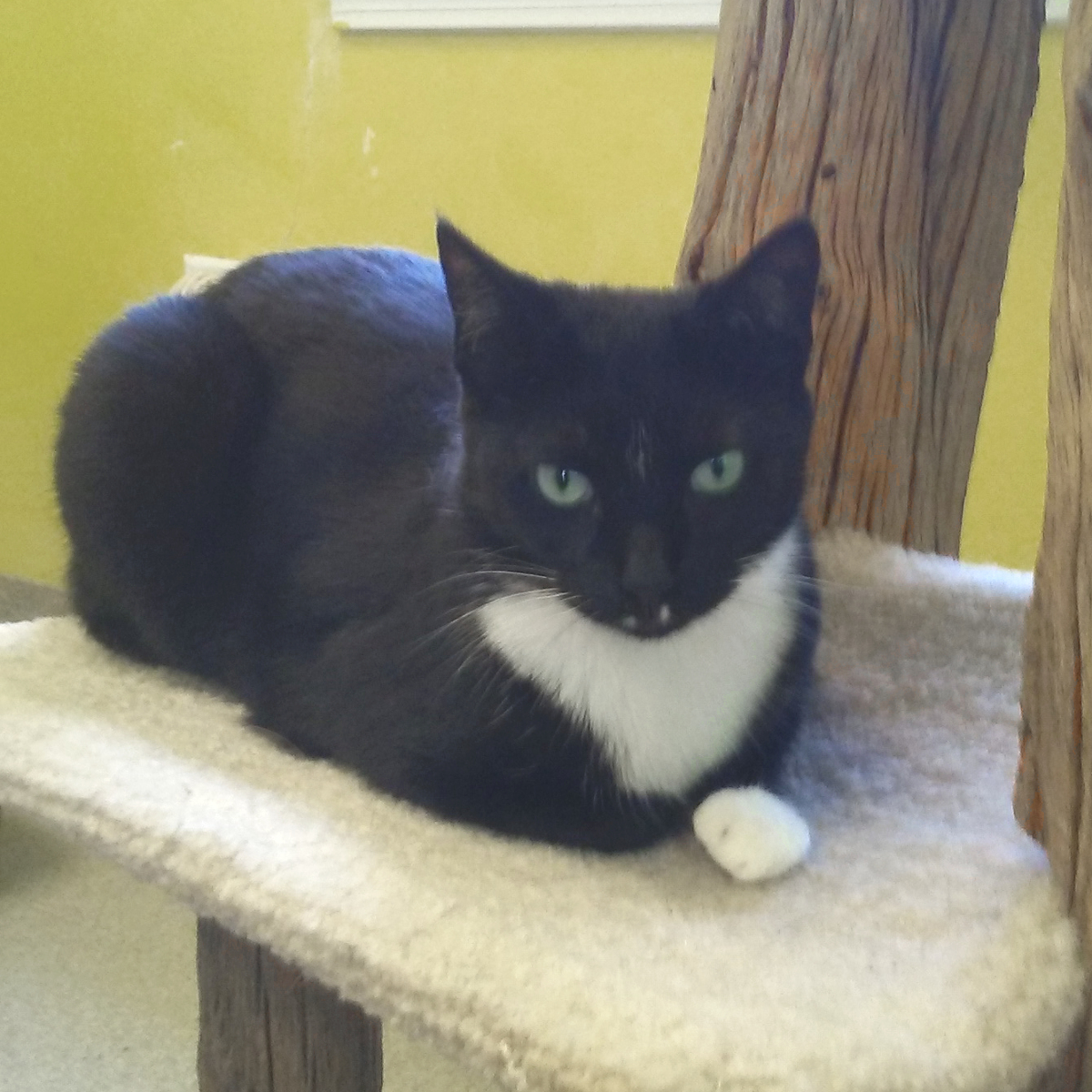 Lightning, an adoptable Domestic Short Hair in Arlington Heights, IL, 60006 | Photo Image 2