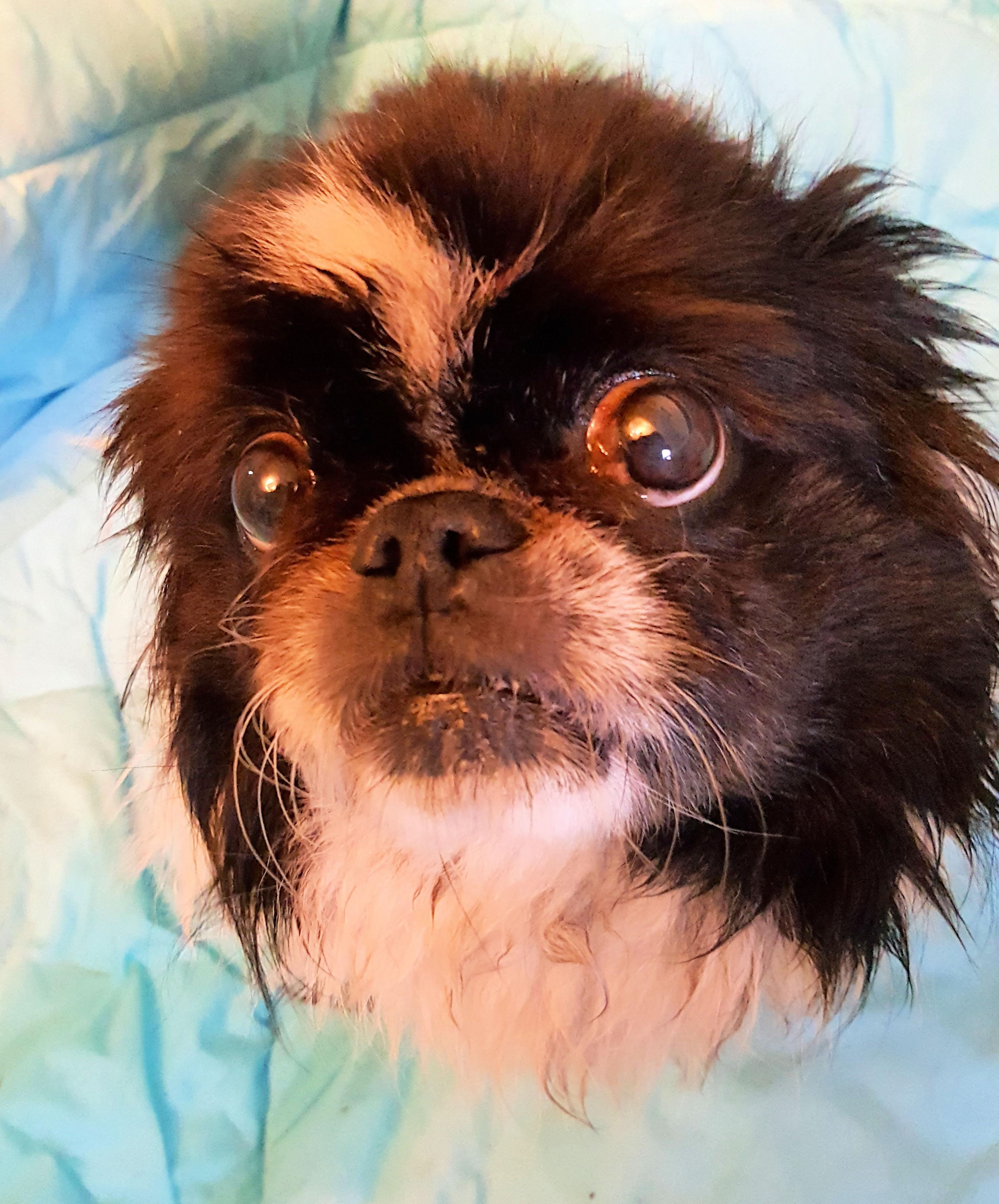 Zoboomafoo, an adoptable Pekingese in Elizabethtown, PA, 17022 | Photo Image 2