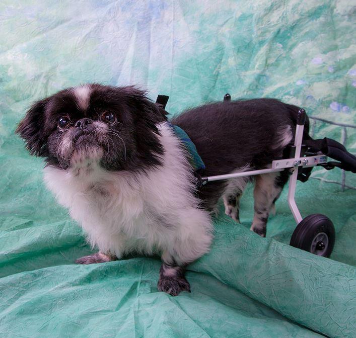 Zoboomafoo, an adoptable Pekingese in Elizabethtown, PA, 17022 | Photo Image 1