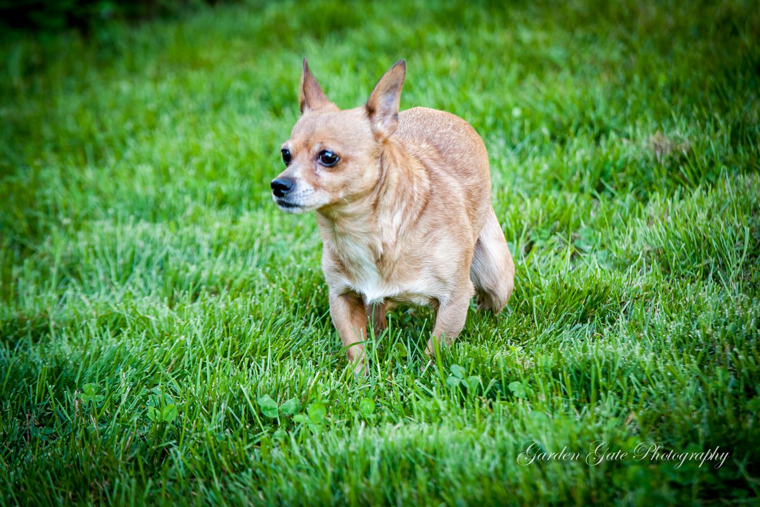 Lindsey, an adoptable Chihuahua in Elizabethtown, PA, 17022 | Photo Image 3