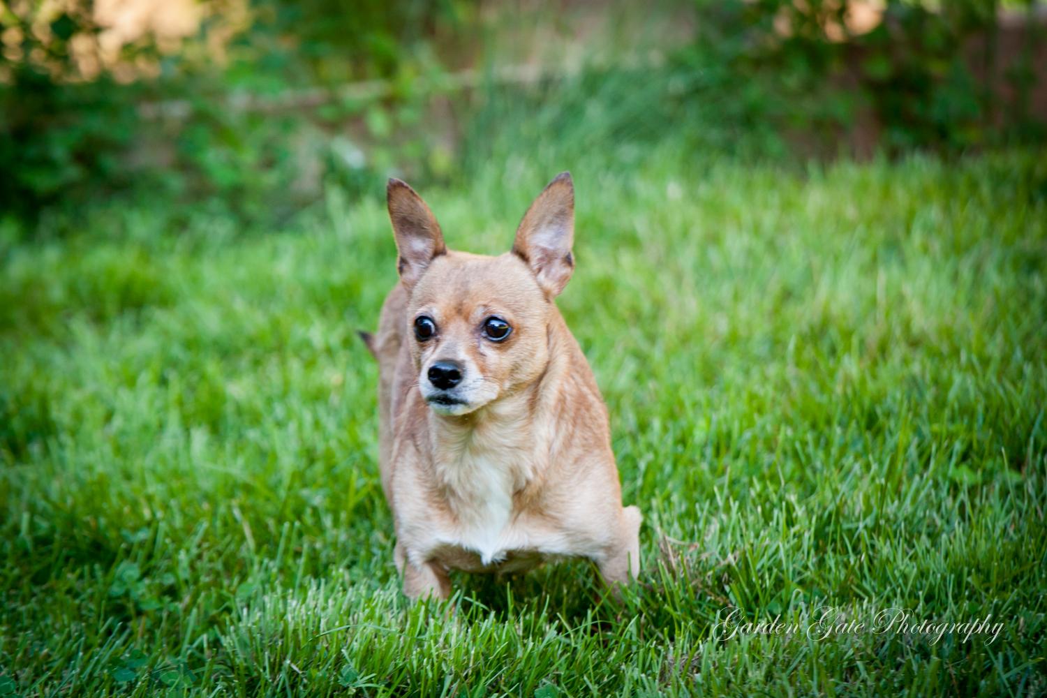 Lindsey, an adoptable Chihuahua in Elizabethtown, PA, 17022 | Photo Image 1
