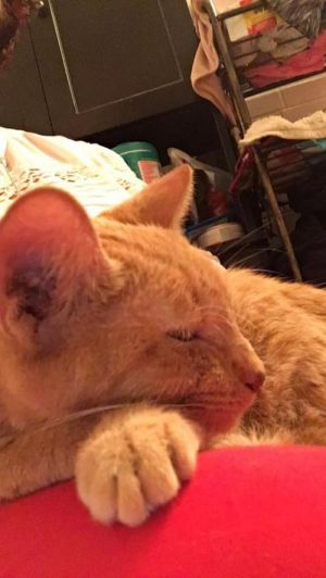 Grandma Wrinkles, Senior Male unknown