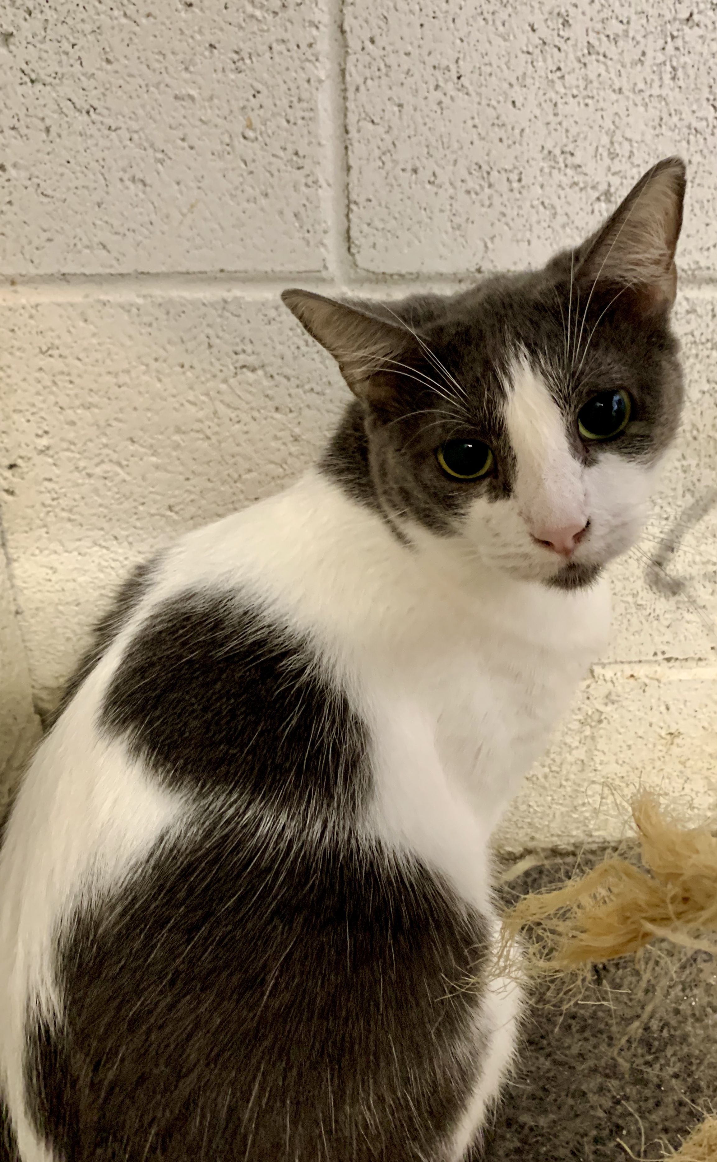 Honey, an adoptable Domestic Short Hair in Ontario, CA, 91761 | Photo Image 1