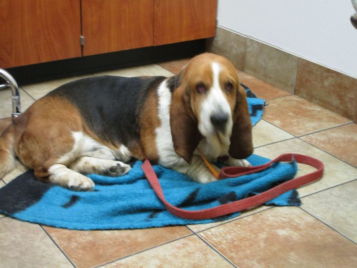 Barney, an adopted Basset Hound in Keizer, OR_image-2