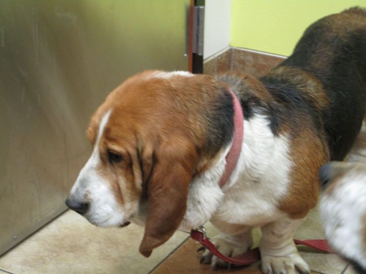 Barney, an adopted Basset Hound in Keizer, OR_image-3
